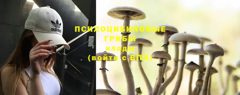 где купить наркоту  Кола  Псилоцибиновые грибы Magic Shrooms 